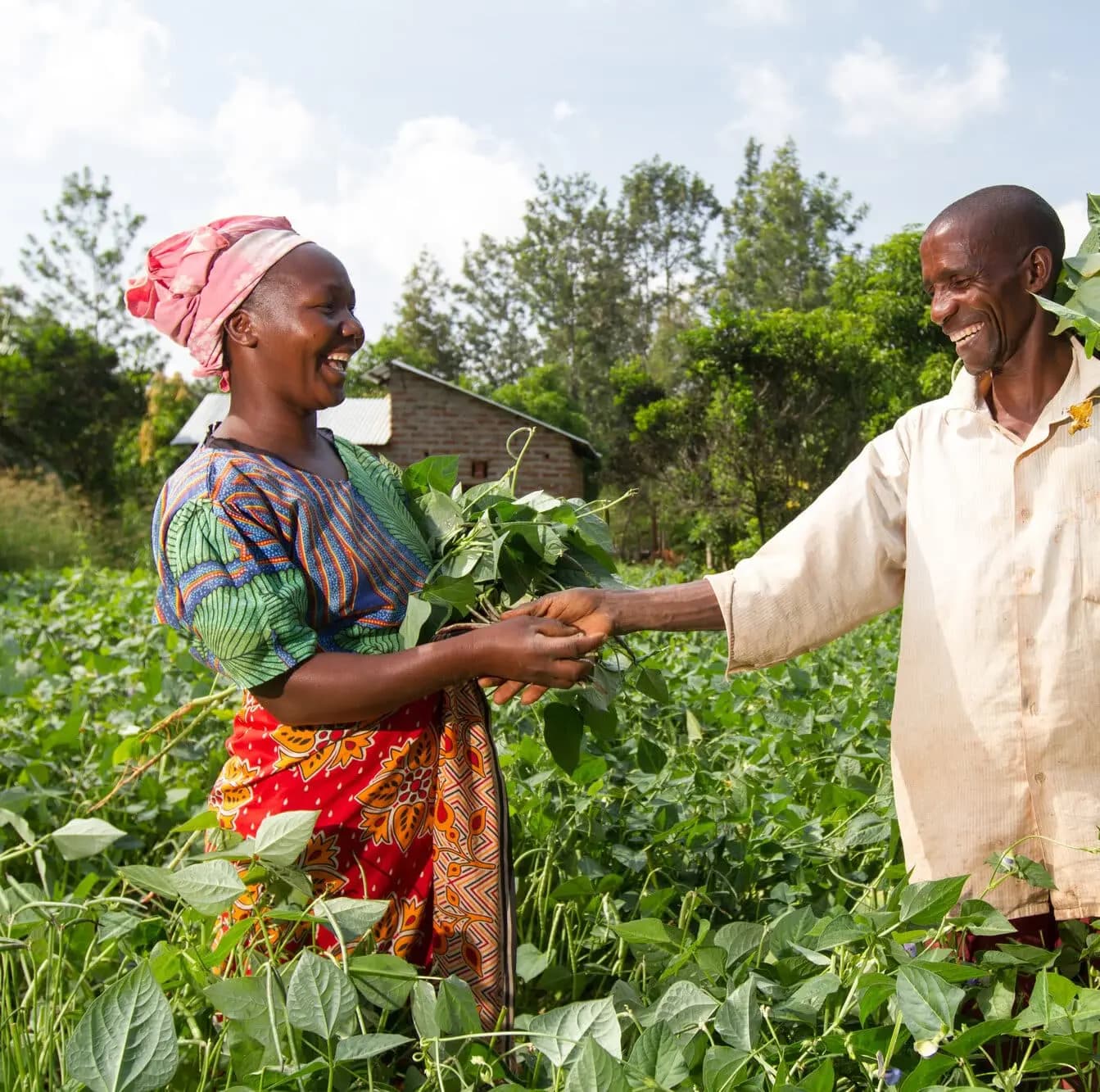 Harvested in Ghana