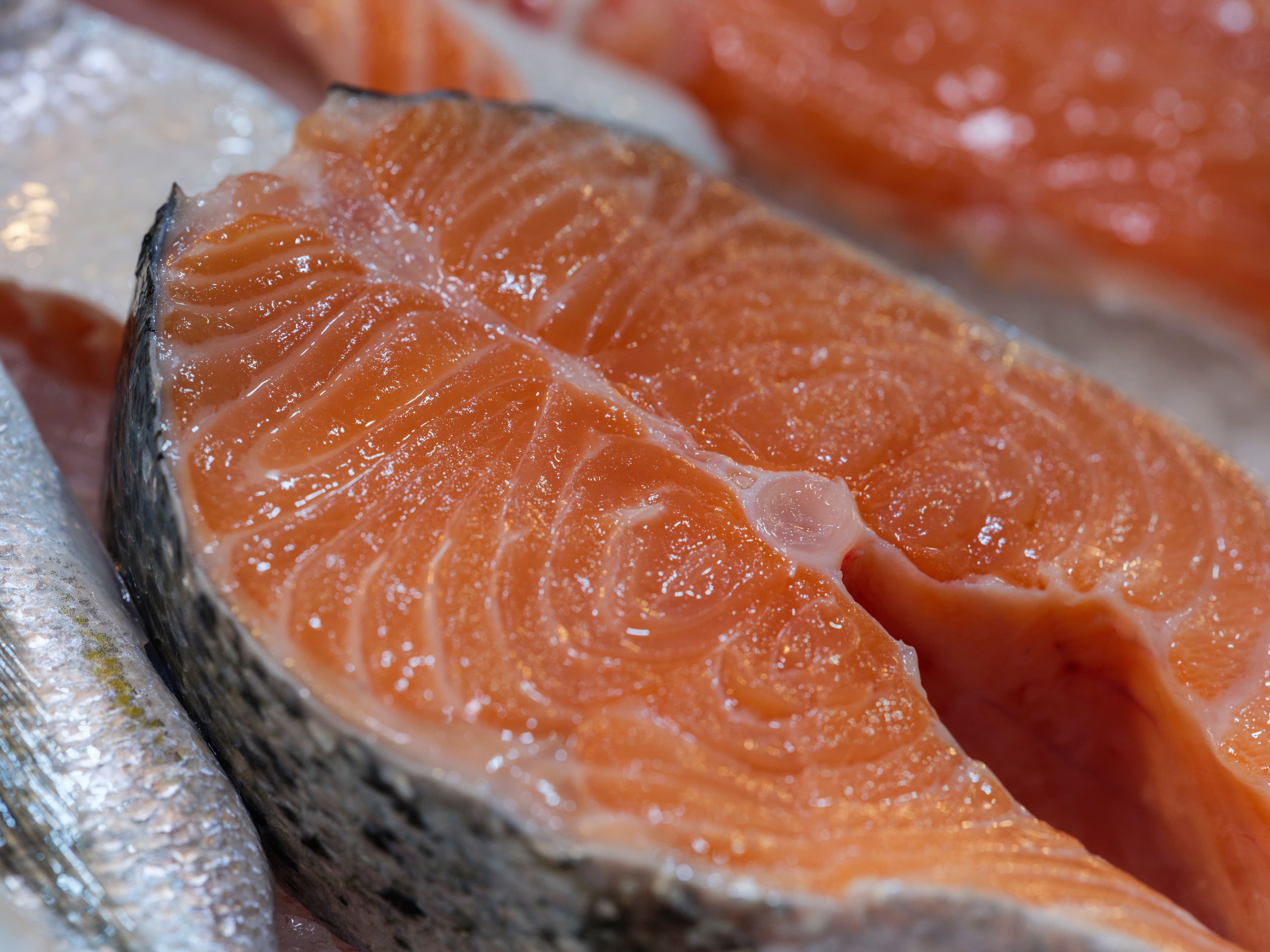 Salmon