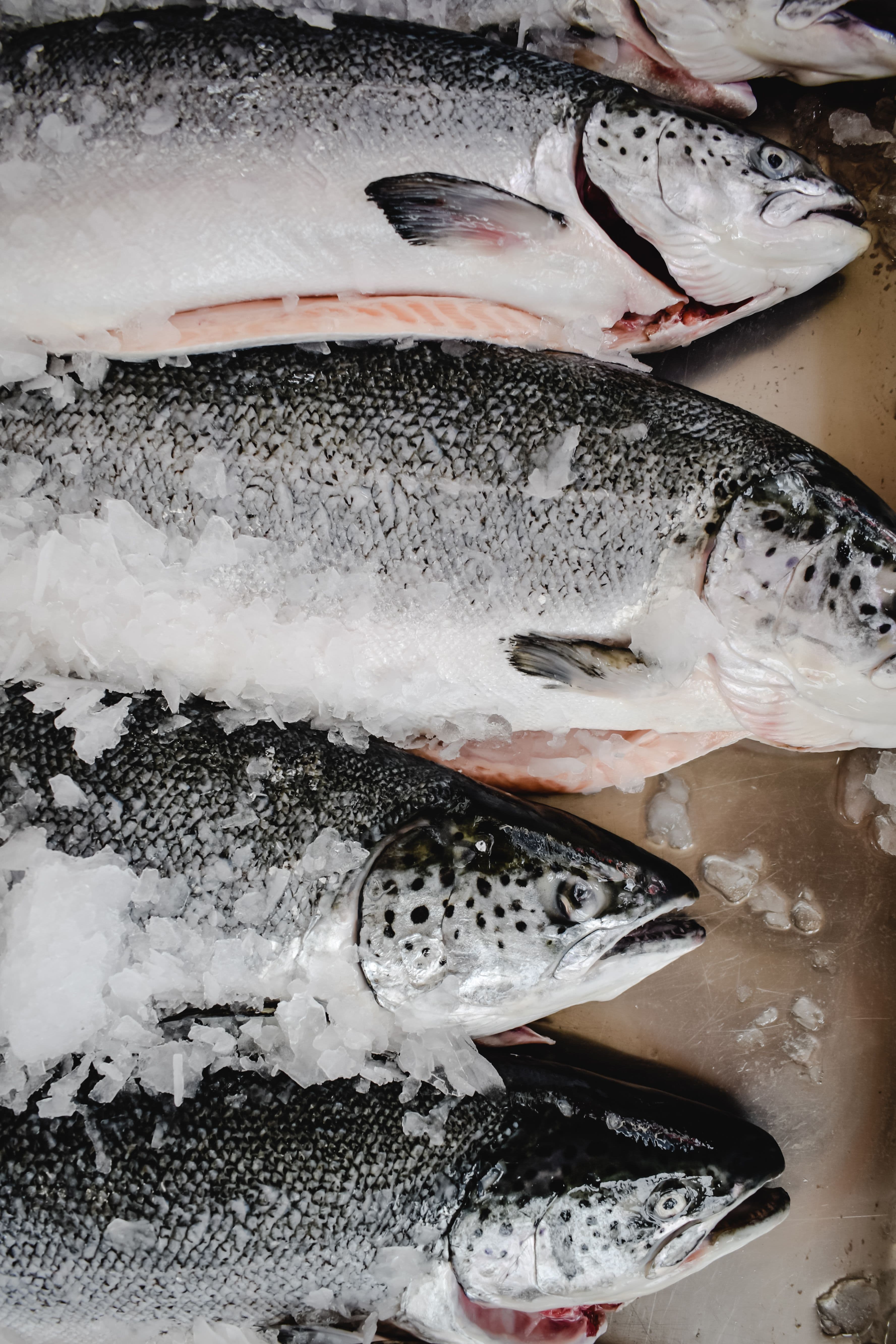 Salmon