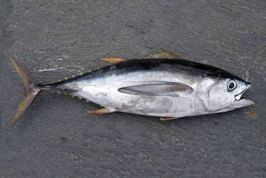 Tuna