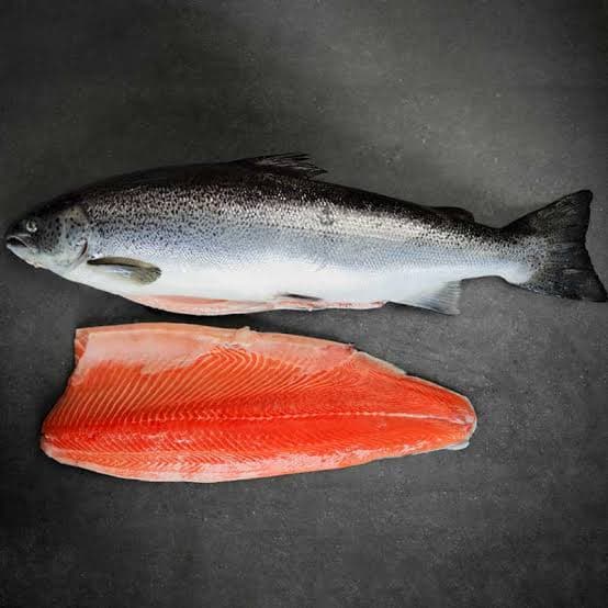 Salmon