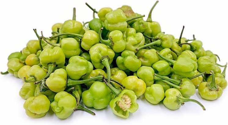 Scotch Bonnet Pepper (Kpakpo shito)